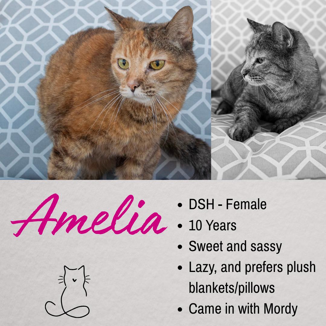 Amelia, ADOPTABLE, Senior Female Domestic Short Hair.