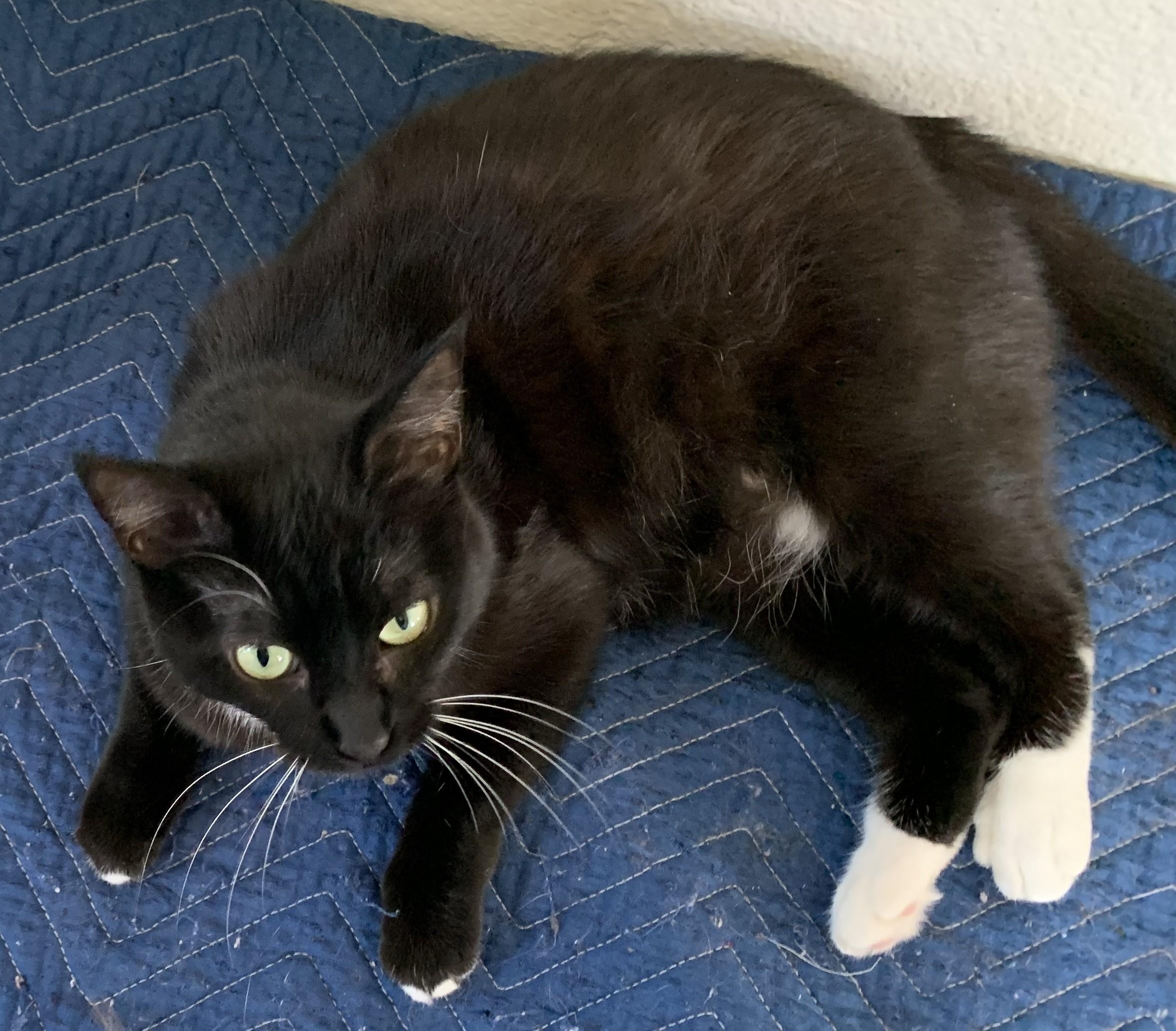 Sylvie