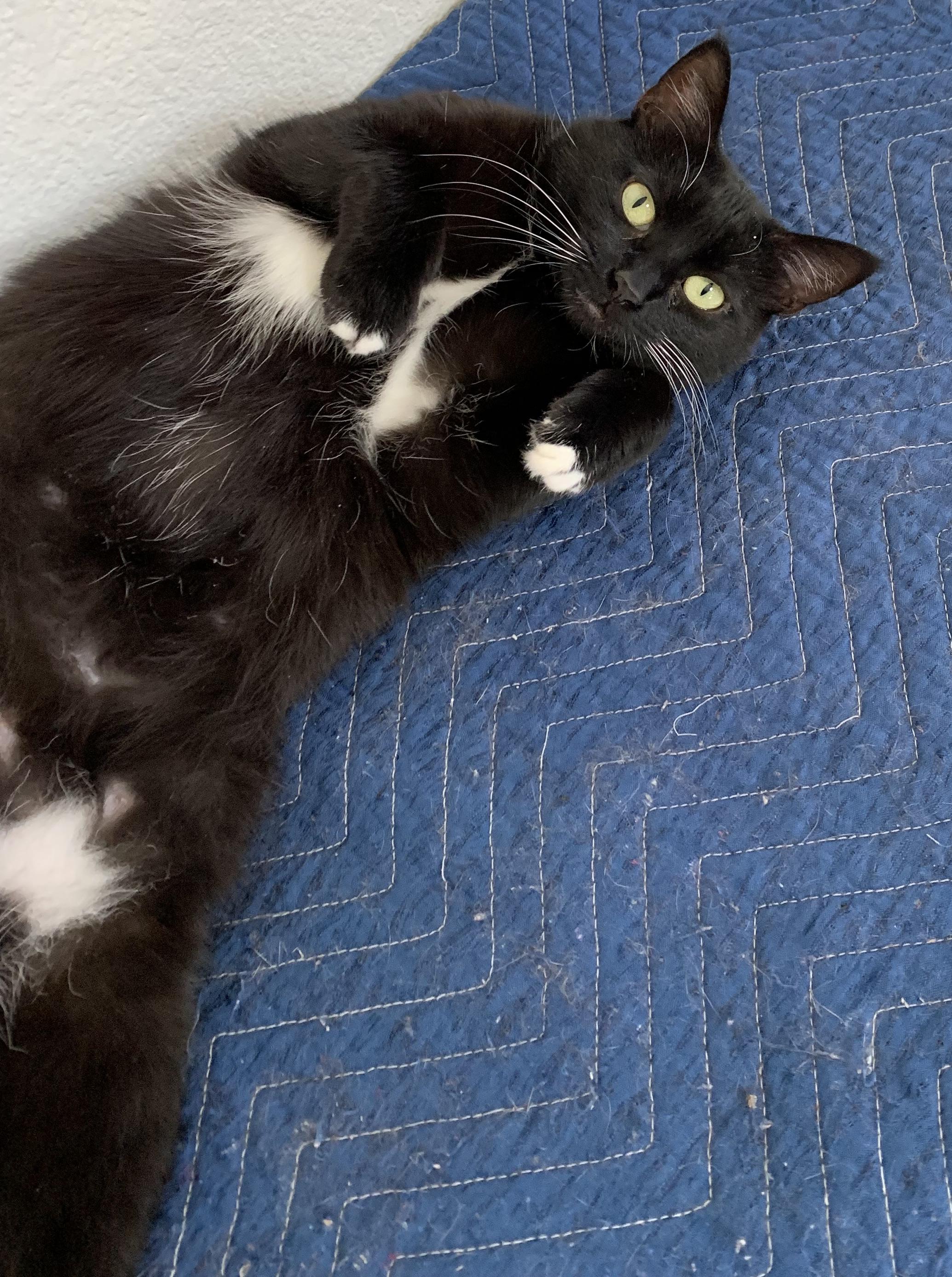Sylvie 4