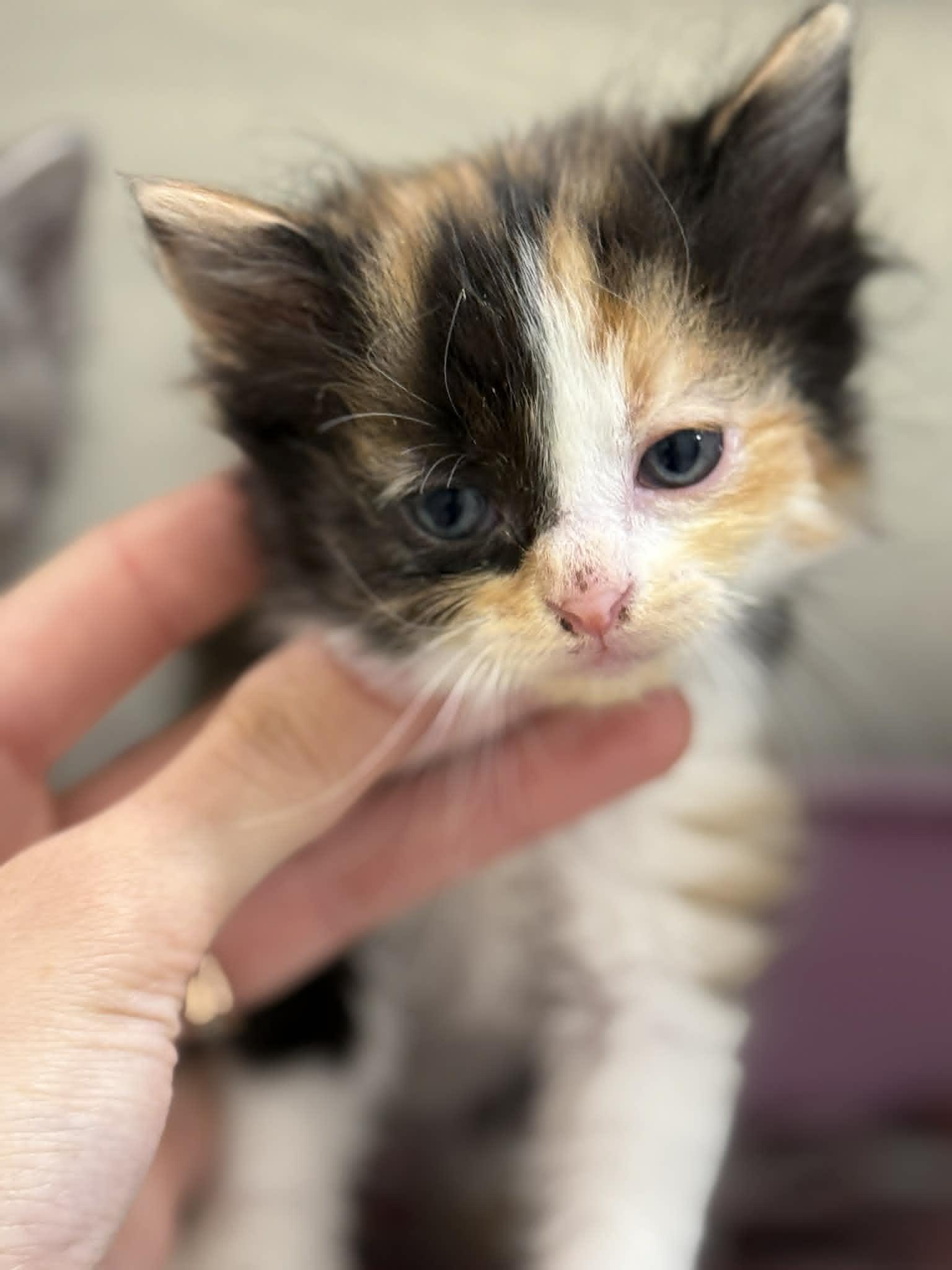 Sara, Adopted, Young Female Domestic Medium Hair.