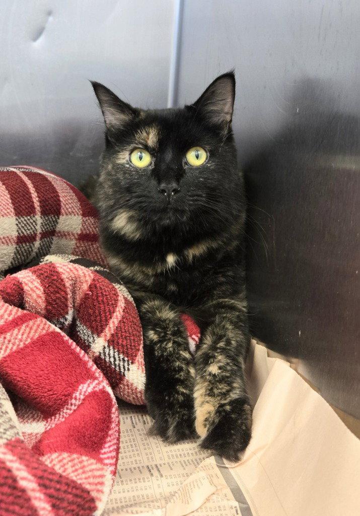 CA 126 Pumpkin Spice, Adoptable, Adult Female Domestic Long Hair.