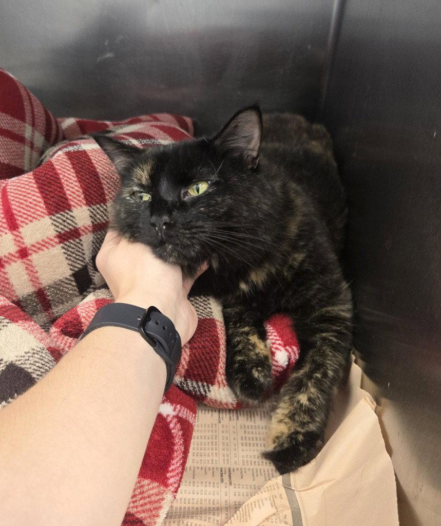 Enlarge CA 126 Pumpkin Spice, a Adoptable Domestic Long Hair in Glen Allen, VA image 2/2