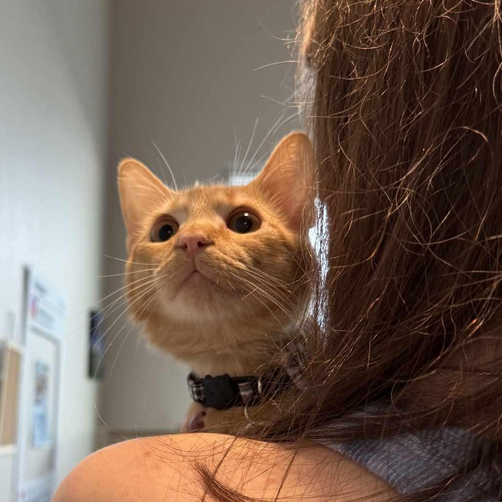 Stinker, a Adopted mixed breed in Houston, TX image 3/5