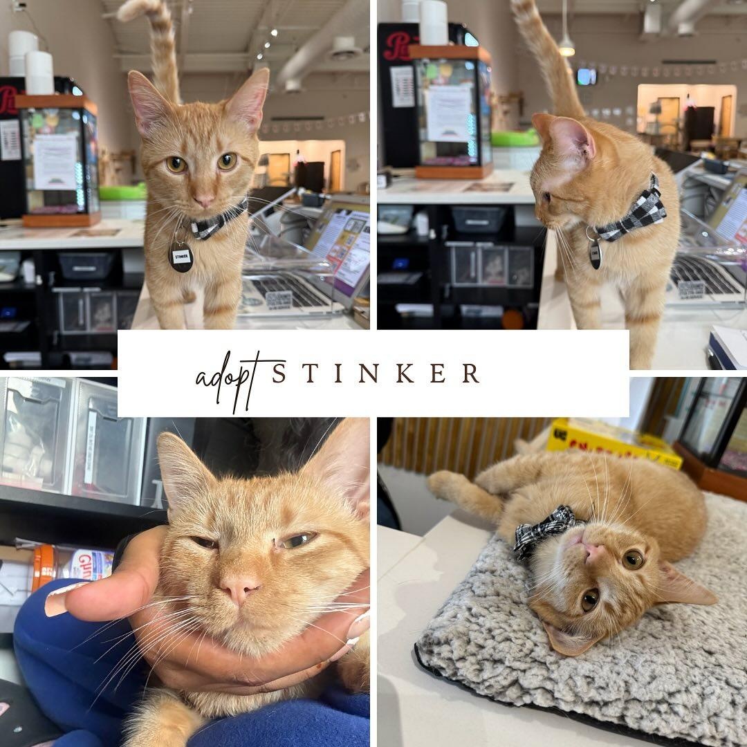 Stinker, a Adopted mixed breed in Houston, TX image 5/5