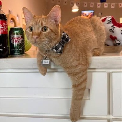 Stinker, Adopted, Young Male Domestic Short Hair & Tabby.