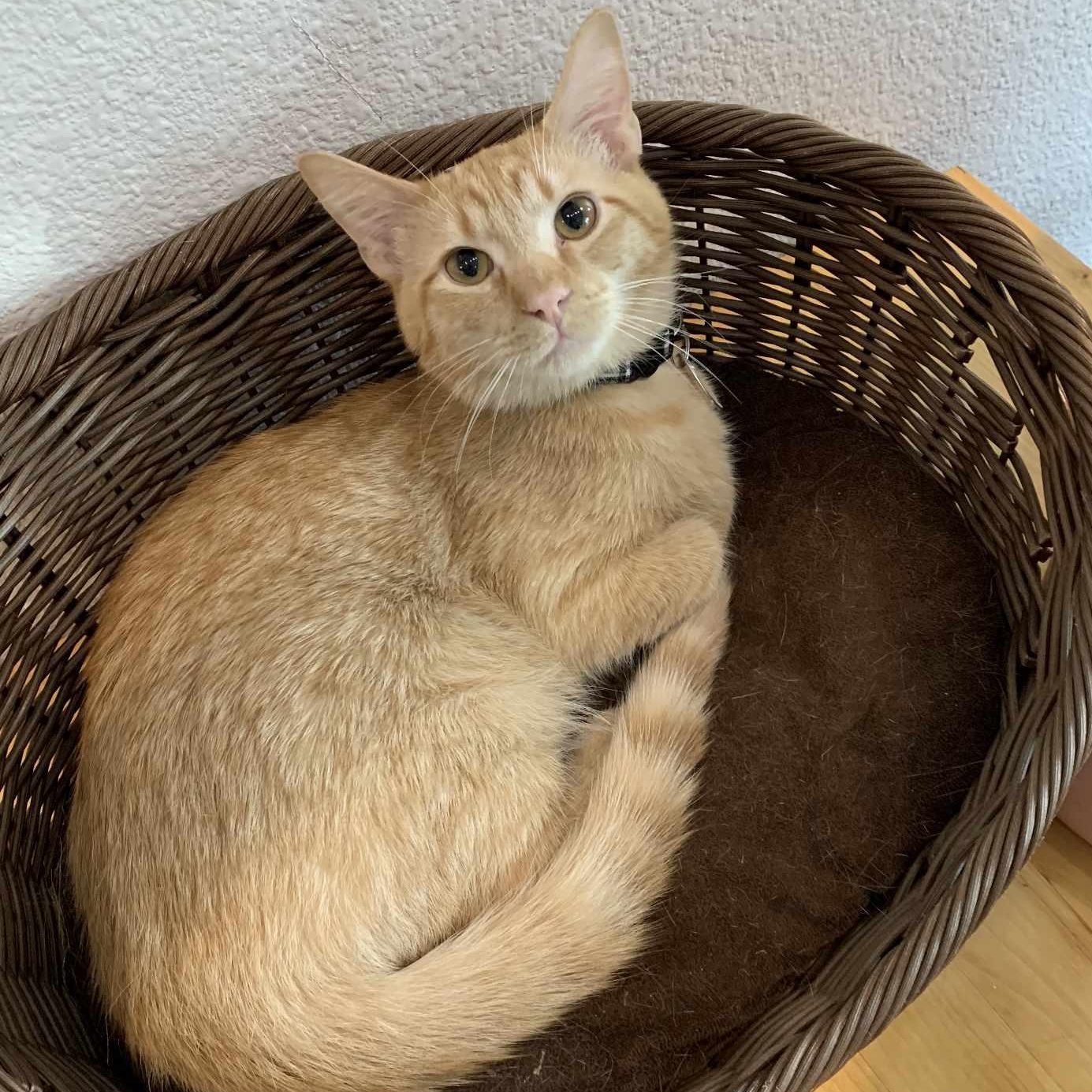 Stinker, a Adopted mixed breed in Houston, TX image 4/5