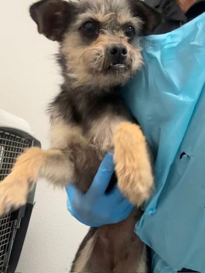 Enlarge Chili, a Adoptable mixed breed in Fresno, CA image 1/1