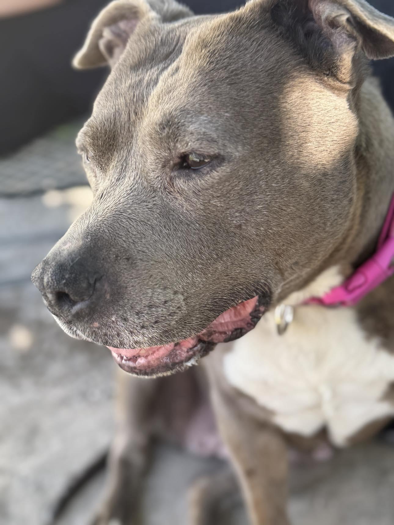 Enlarge Stella, a Adopted Staffordshire Bull Terrier in Las Vegas, NV image 1/2