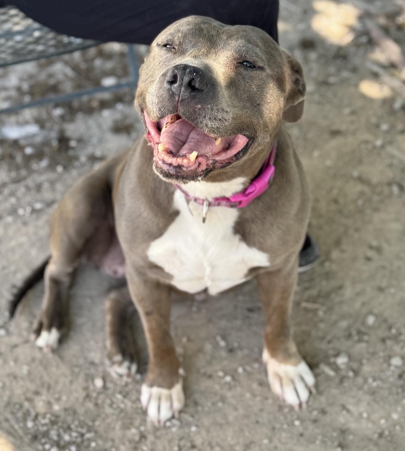 Enlarge Stella, a Adopted Staffordshire Bull Terrier in Las Vegas, NV image 2/2