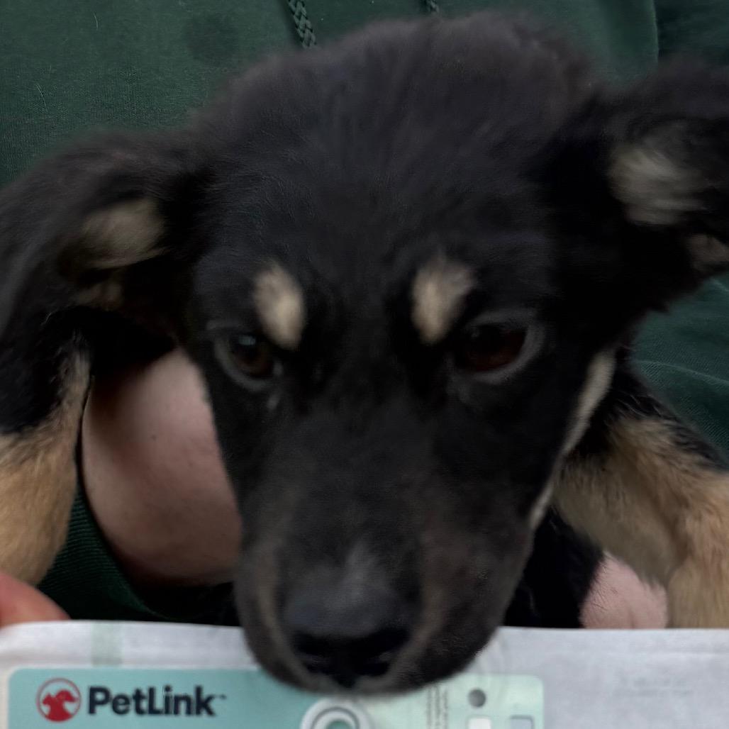 Eggs, Adoptable, Puppy Male Terrier.