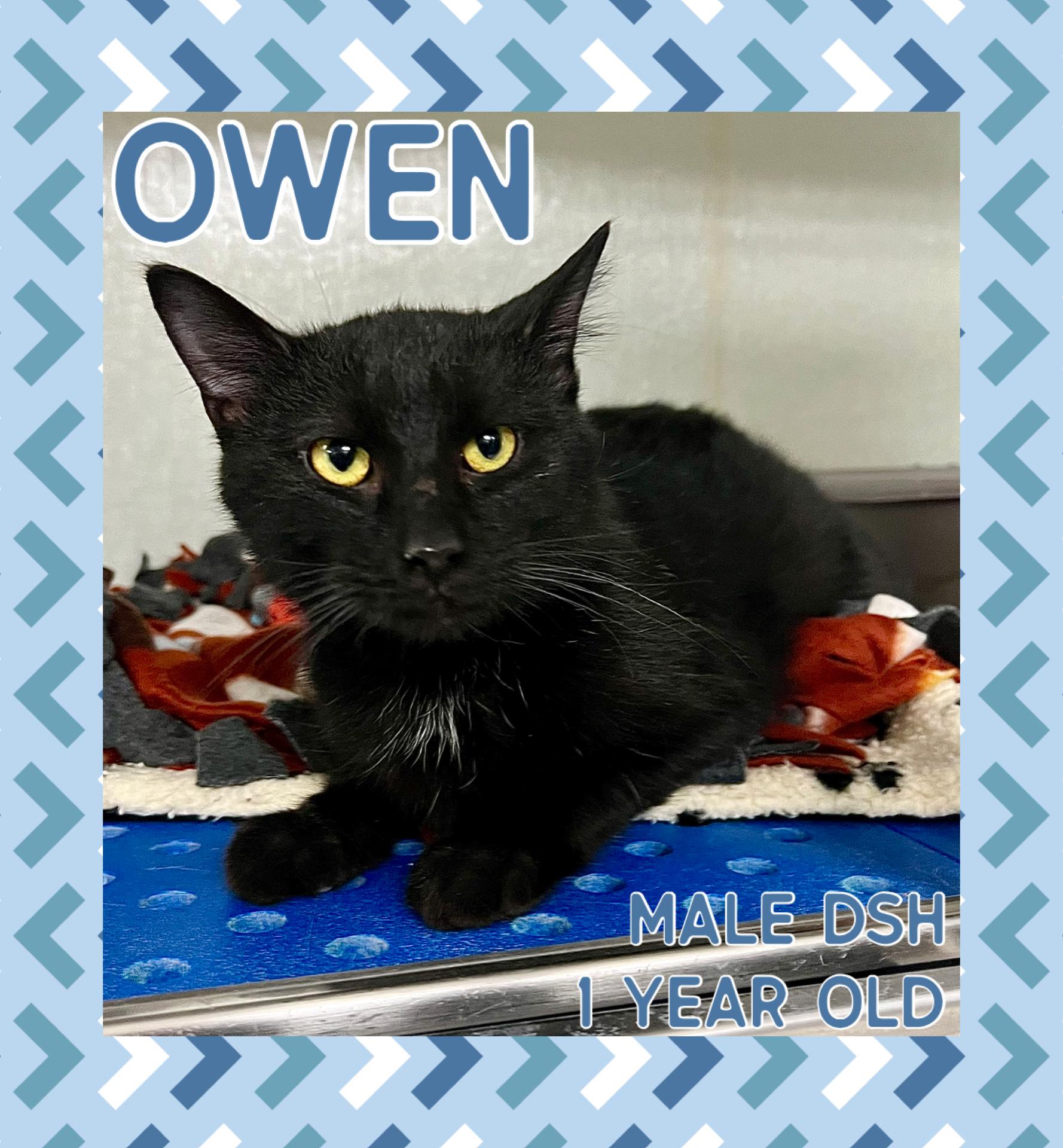 Enlarge Owen, a ADOPTABLE mixed breed in Danville, IN image 1/1