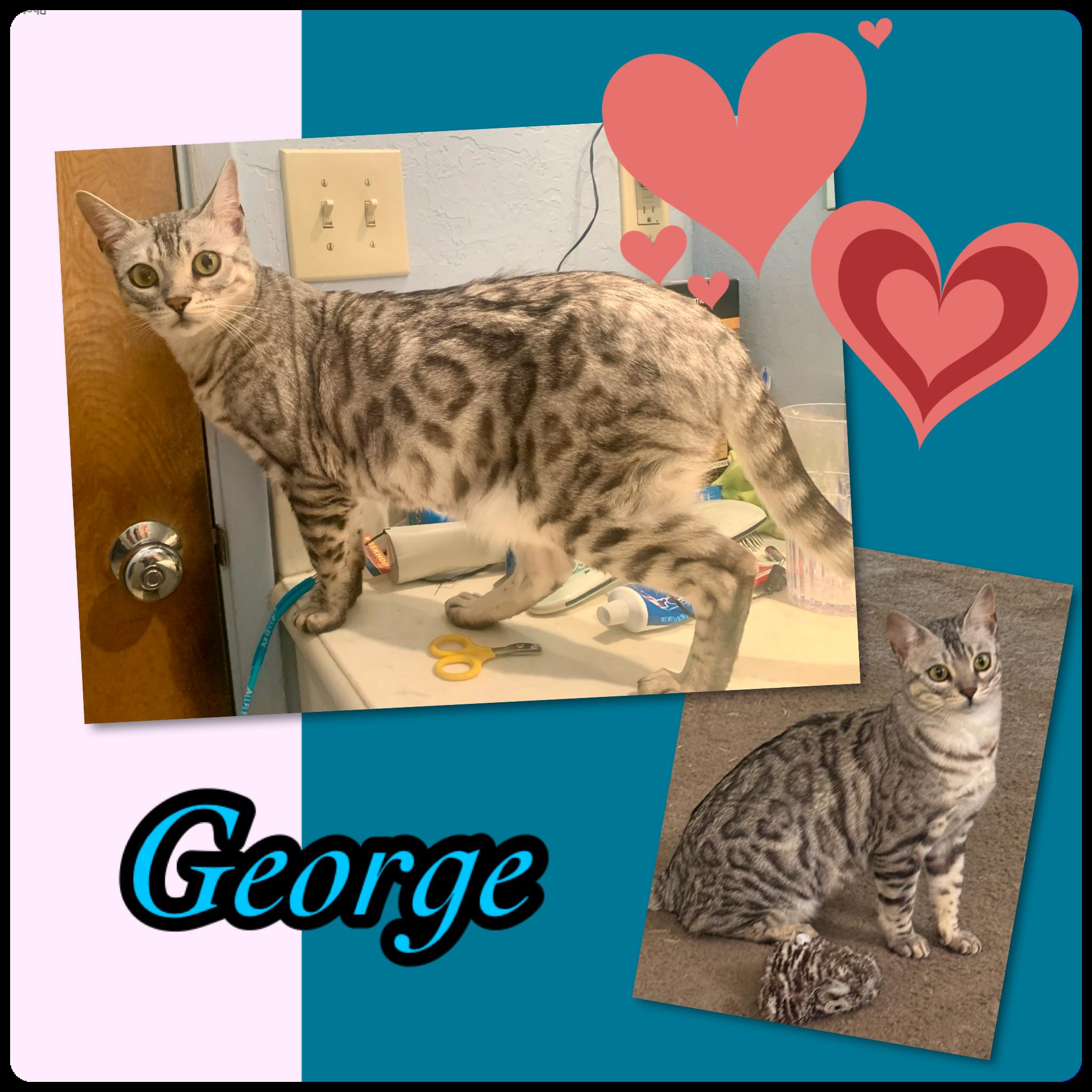 George, Adult Male Bengal