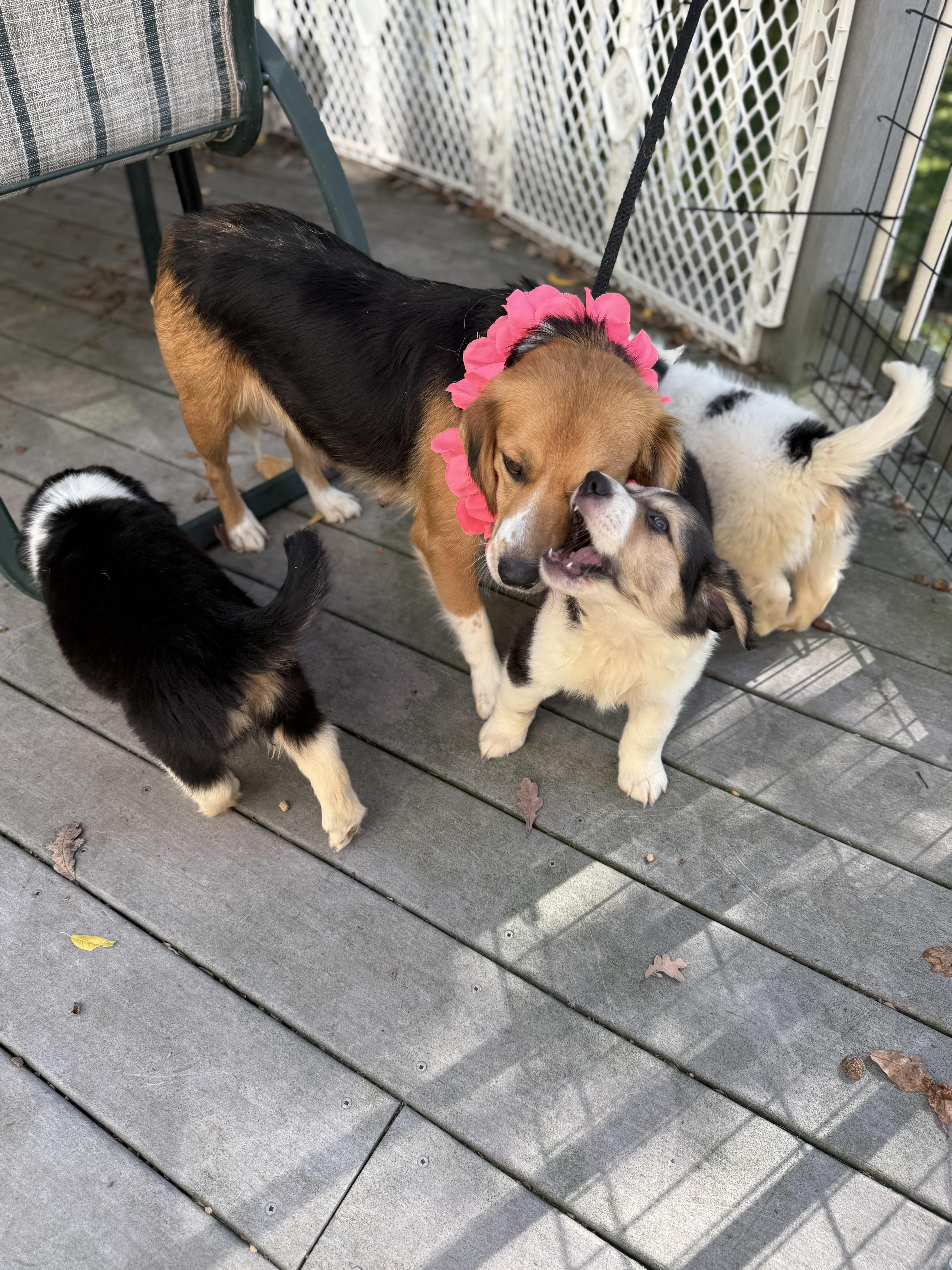 Enlarge Dolly mom, a Adoptable mixed breed in White Lake, MI image 4/4