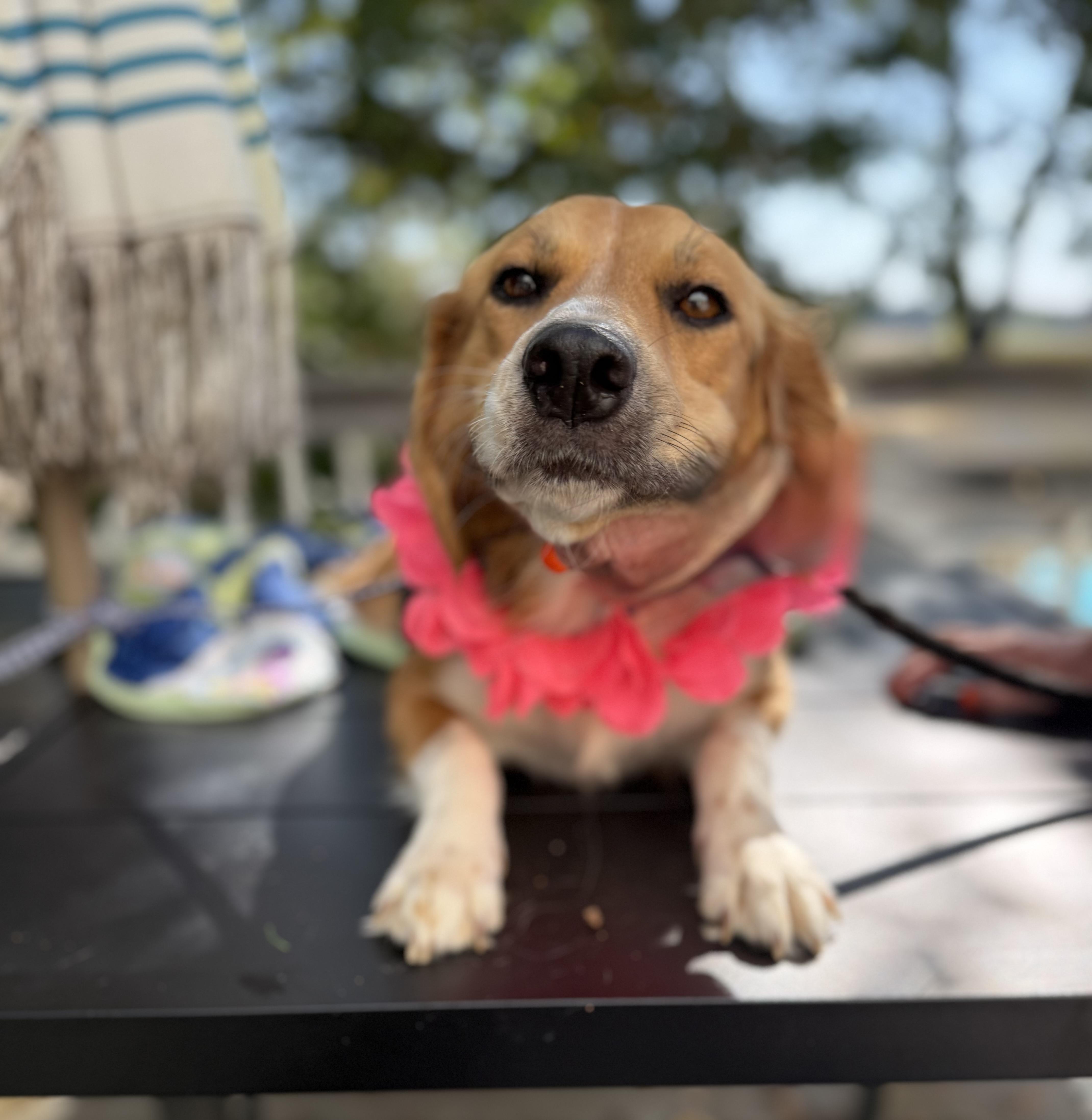 Dolly mom, Adoptable, Young Female Beagle & Australian Shepherd.