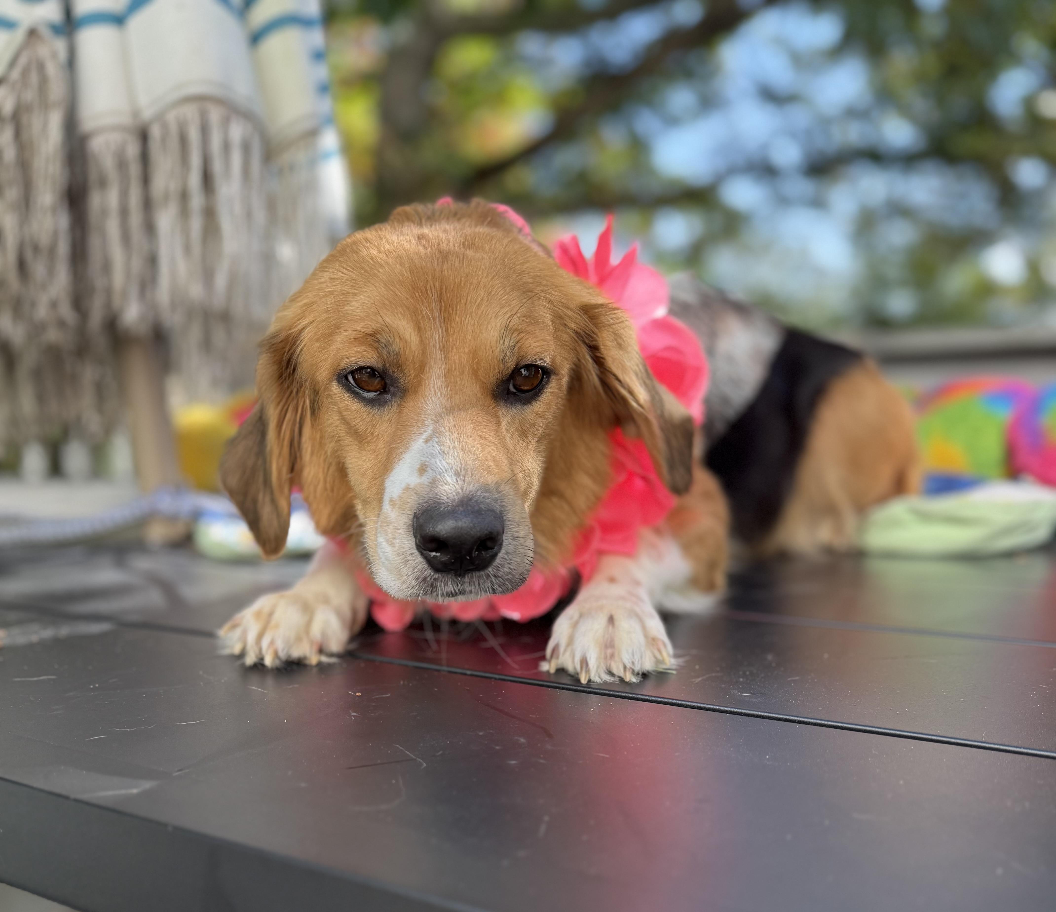 Enlarge Dolly mom, a Adoptable mixed breed in White Lake, MI image 2/4