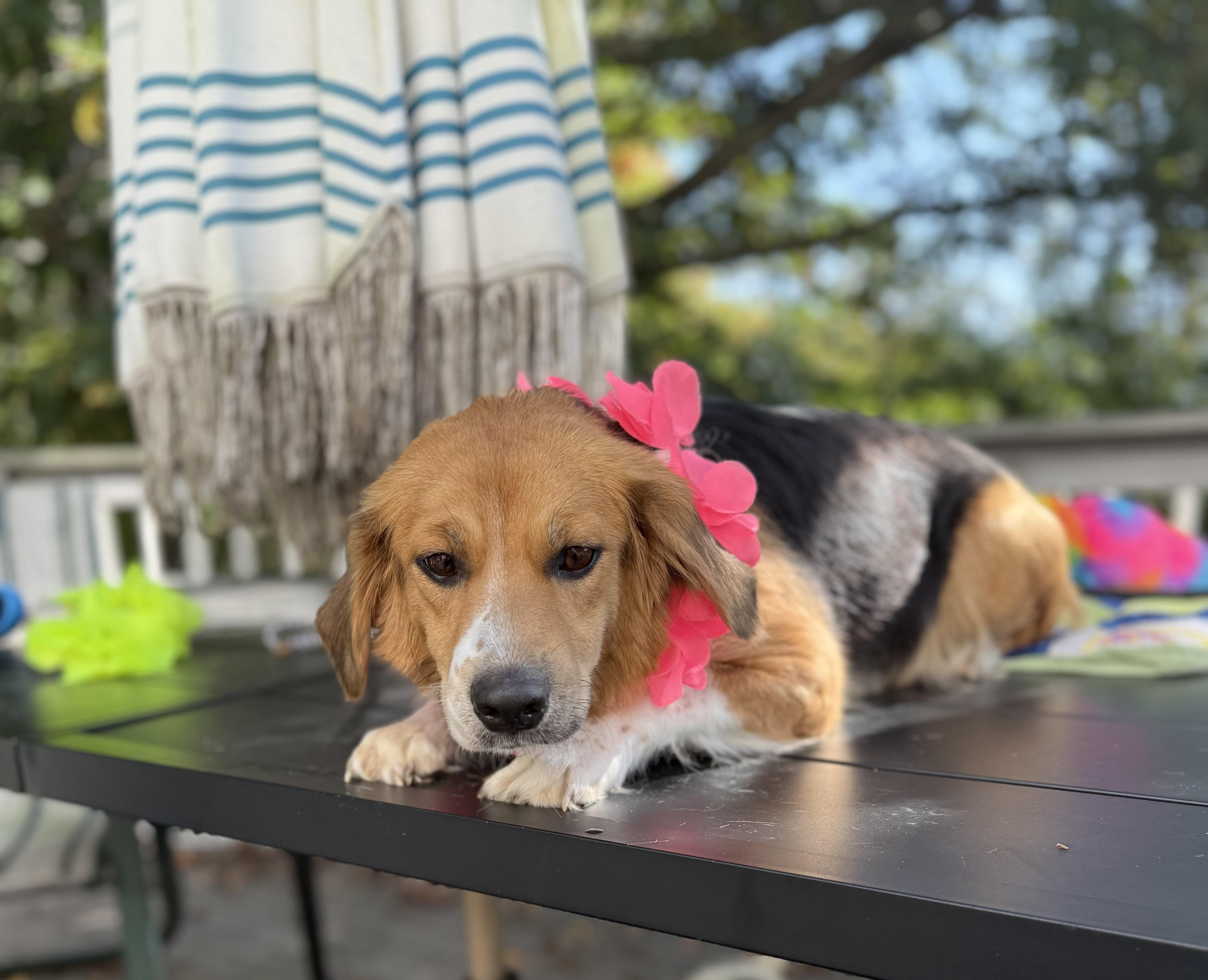 Enlarge Dolly mom, a Adoptable mixed breed in White Lake, MI image 3/4