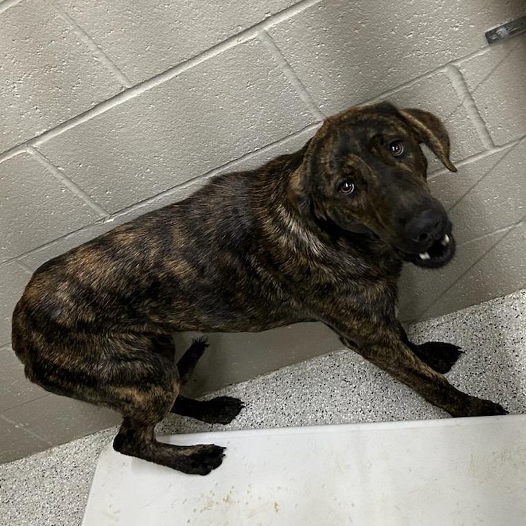 Chewie, Adoptable, Adult Female Hound & Mixed Breed.