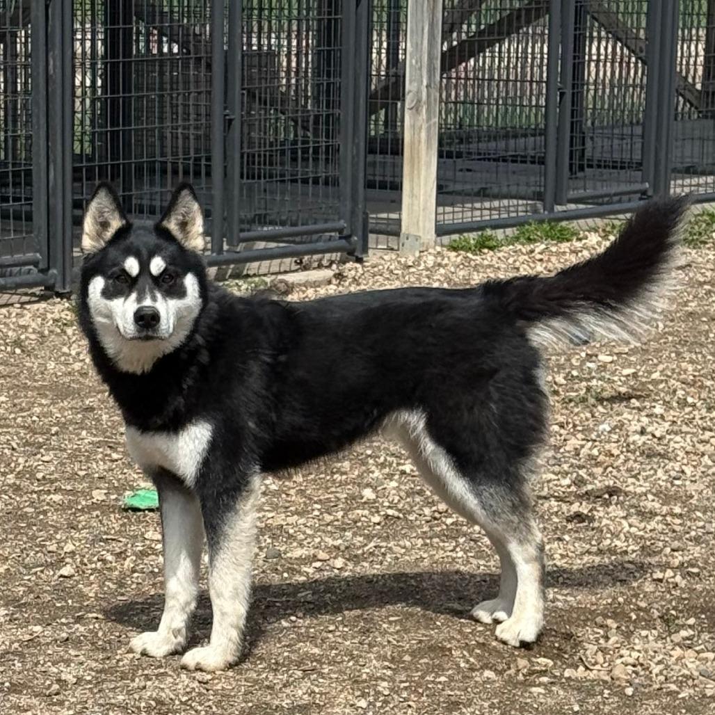 Riley C25-041, Adoptable, Adult Female Husky.
