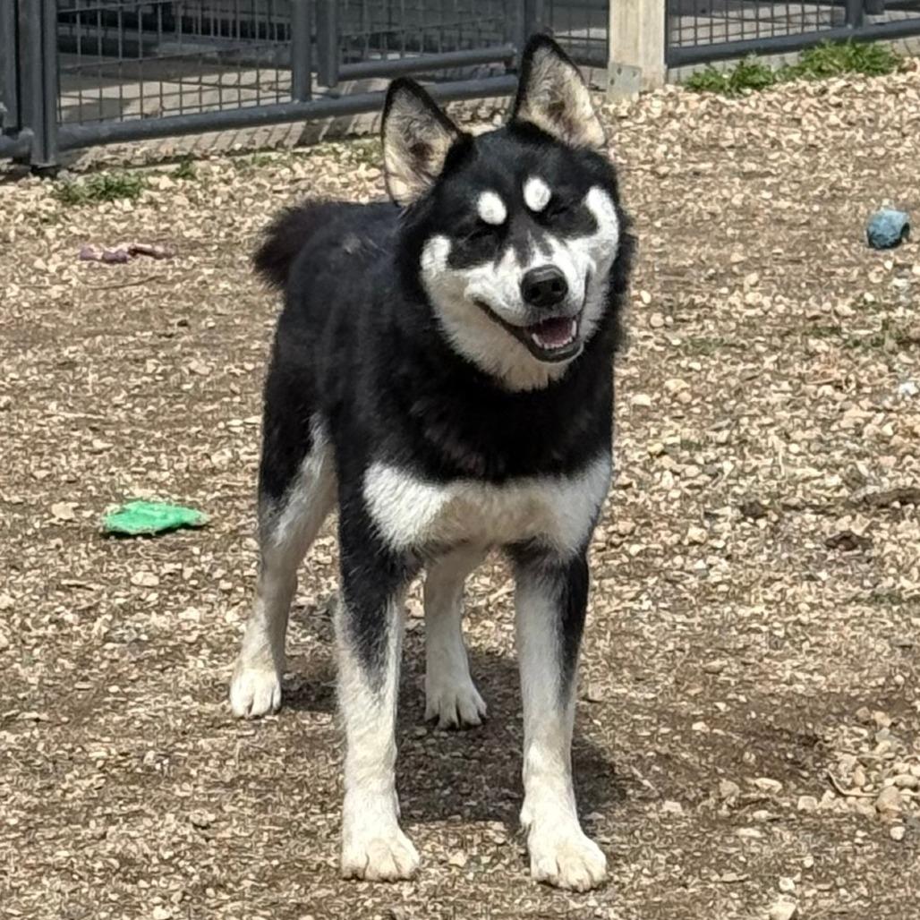 Enlarge Riley D25-041, a Adoptable Husky in Elbow Lake, MN image 2/4