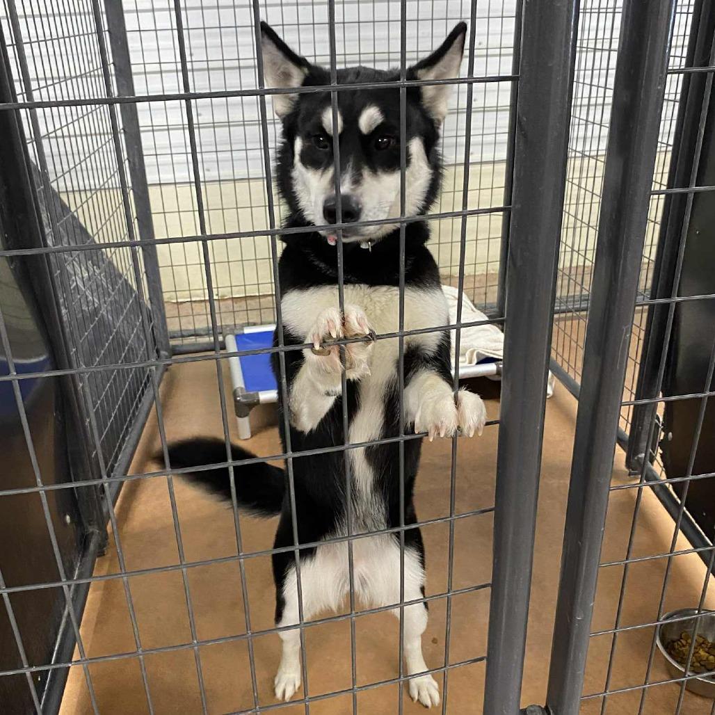 Riley, Adoptable, Adult Female Husky.