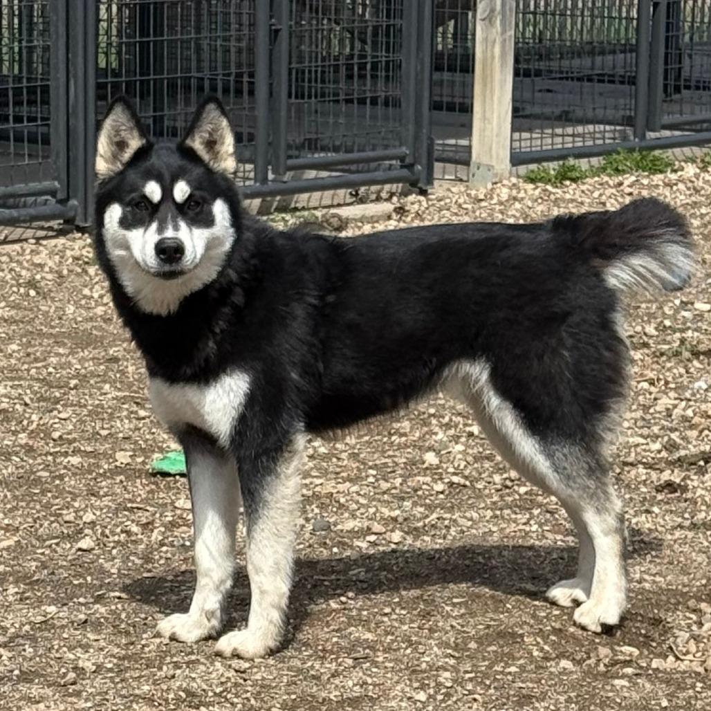 Enlarge Riley D25-041, a Adoptable Husky in Elbow Lake, MN image 4/4