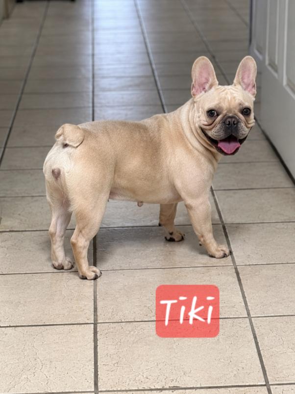Tiki, adopted, Young Female French Bulldog.
