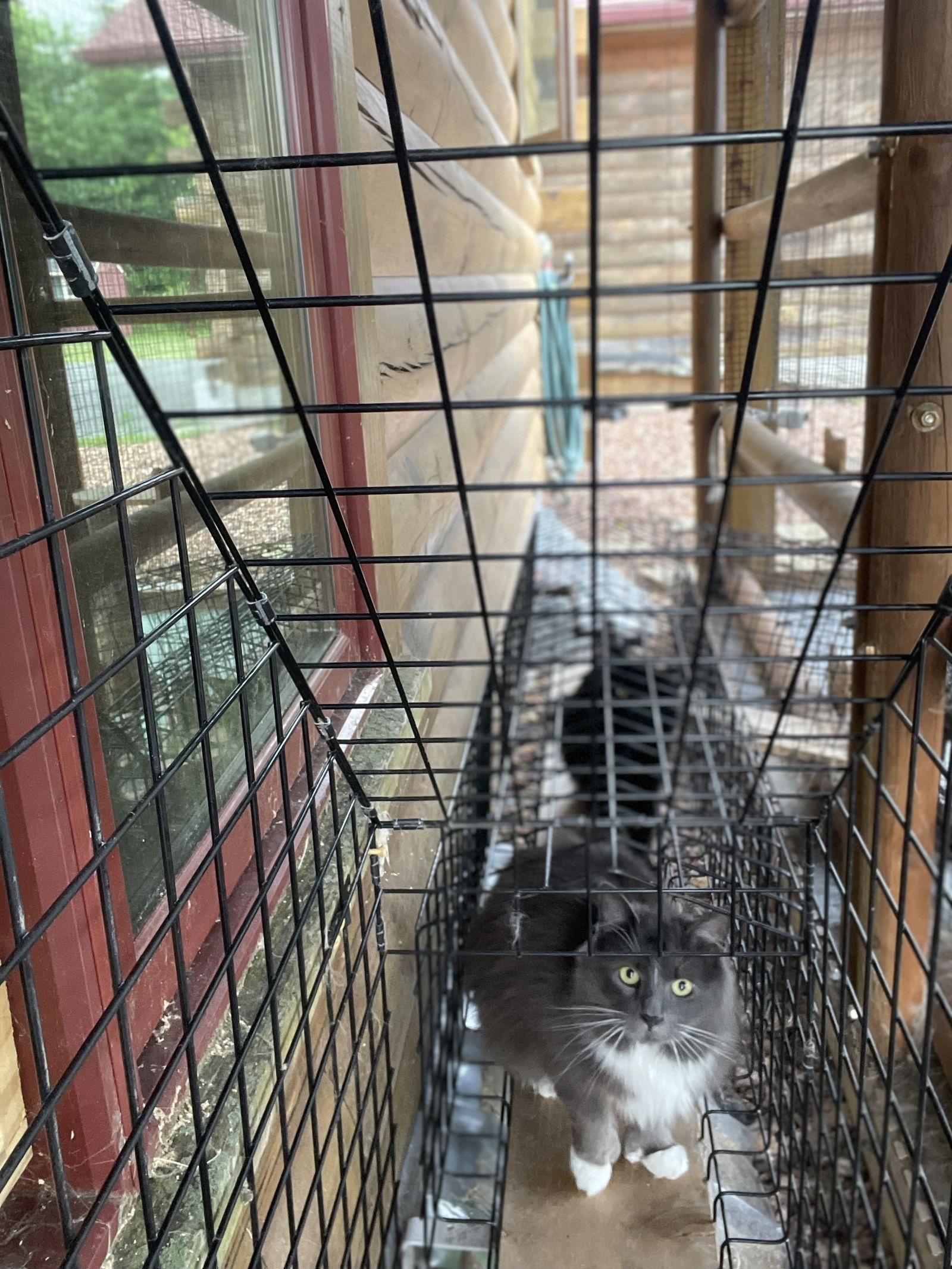 Clark, Adoptable, Adult Male Maine Coon & Domestic Long Hair.