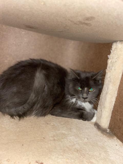 Clark, a Adoptable mixed breed in Absecon, NJ image 2/5