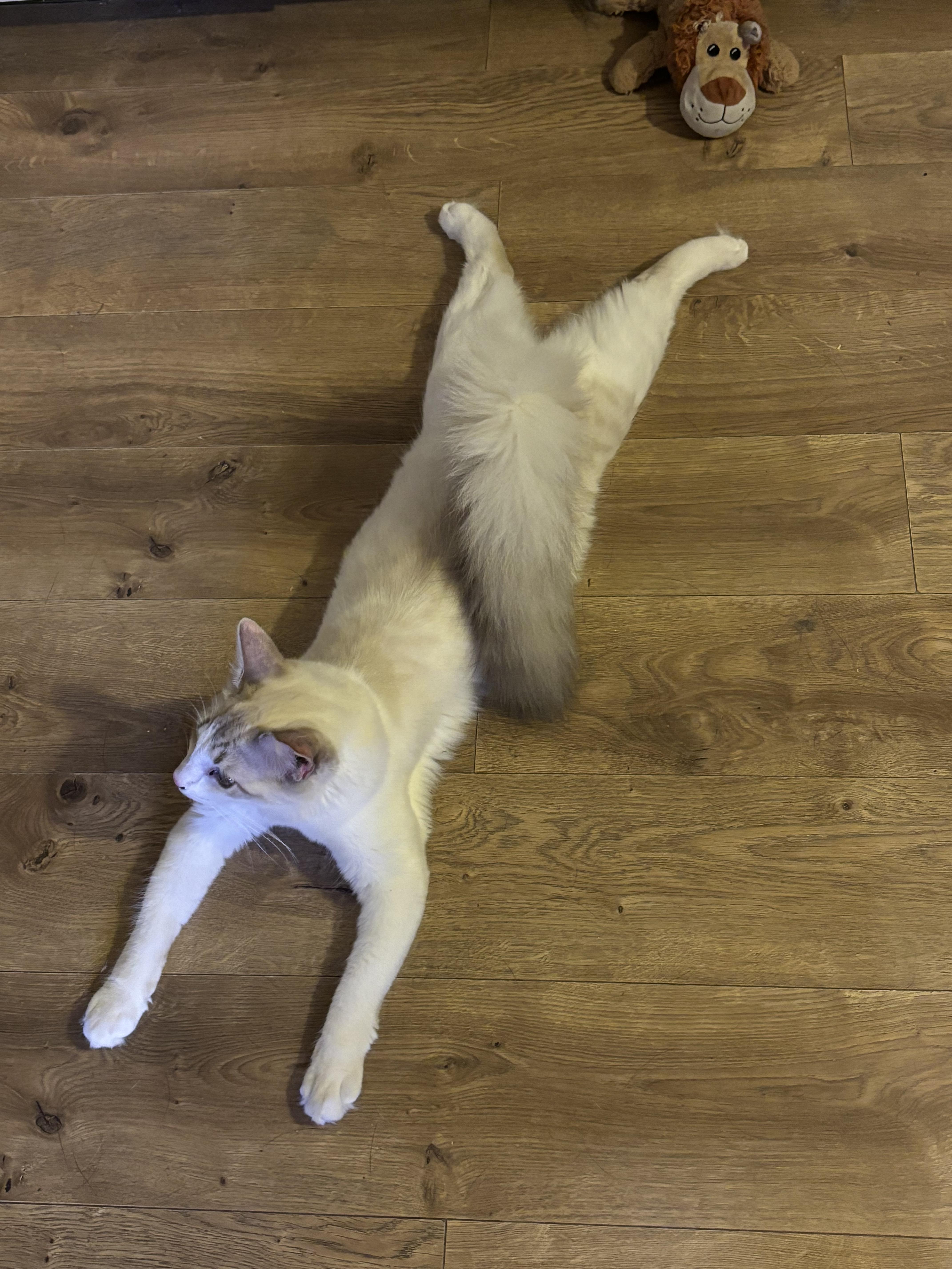 Baby, ADOPTABLE, Young Male Domestic Medium Hair.