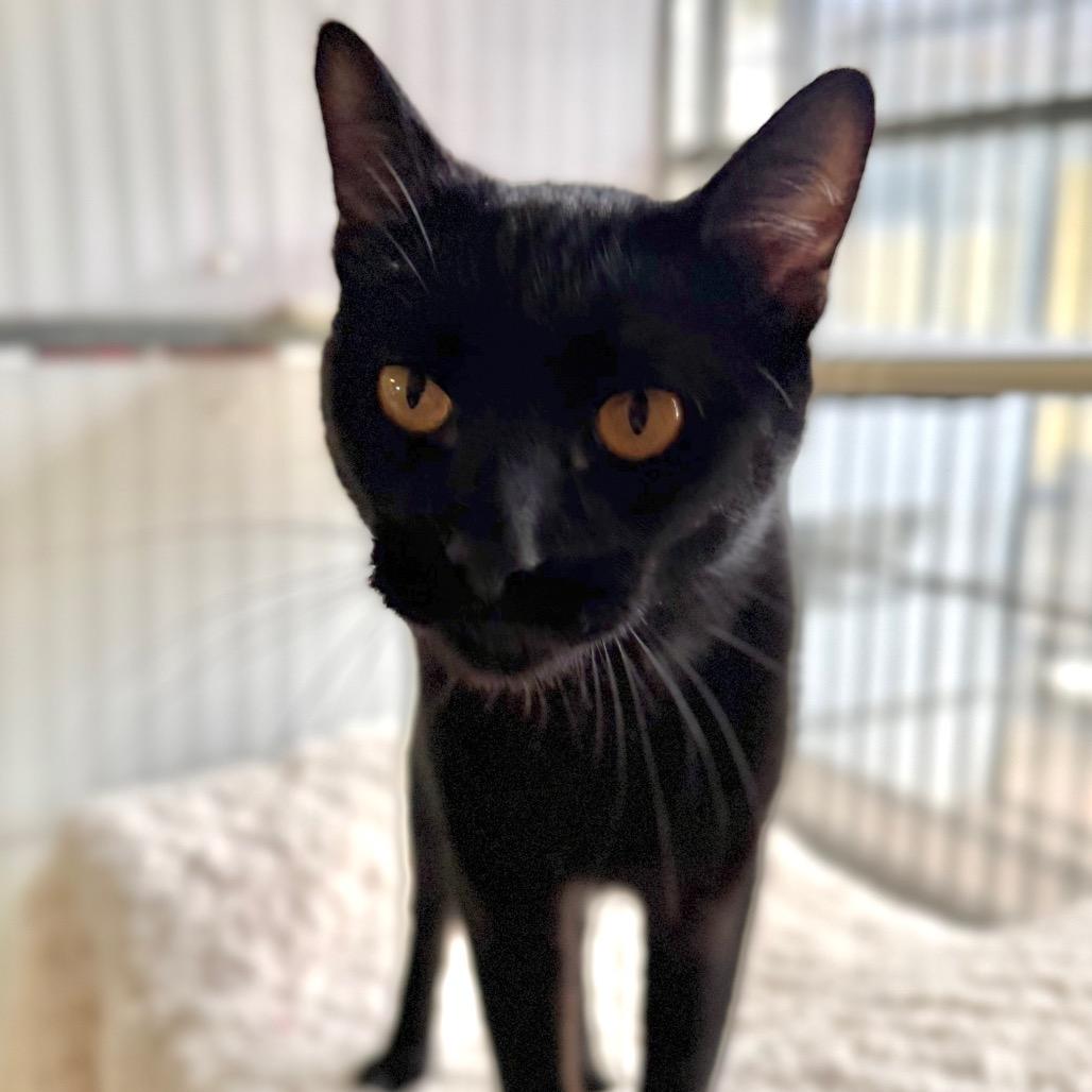 Stack, Adoptable, Adult Male Domestic Short Hair.