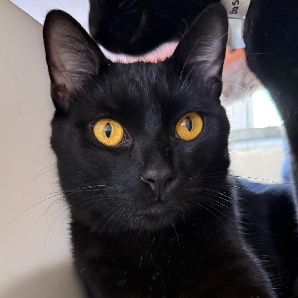 Enlarge Stack, a Adoptable Domestic Short Hair in Santa Barbara, CA image 2/6