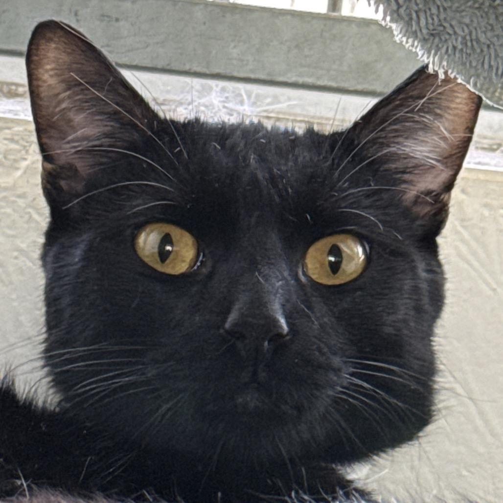 Enlarge Stack, a Adoptable Domestic Short Hair in Santa Barbara, CA image 3/6