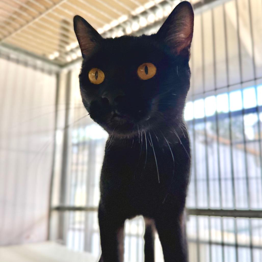 Enlarge Stack, a Adoptable Domestic Short Hair in Santa Barbara, CA image 4/6