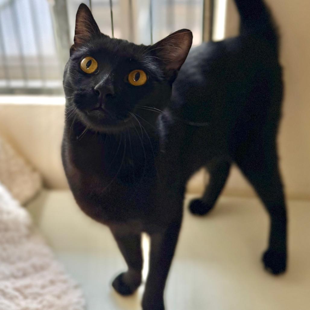 Enlarge Stack, a Adoptable Domestic Short Hair in Santa Barbara, CA image 5/6