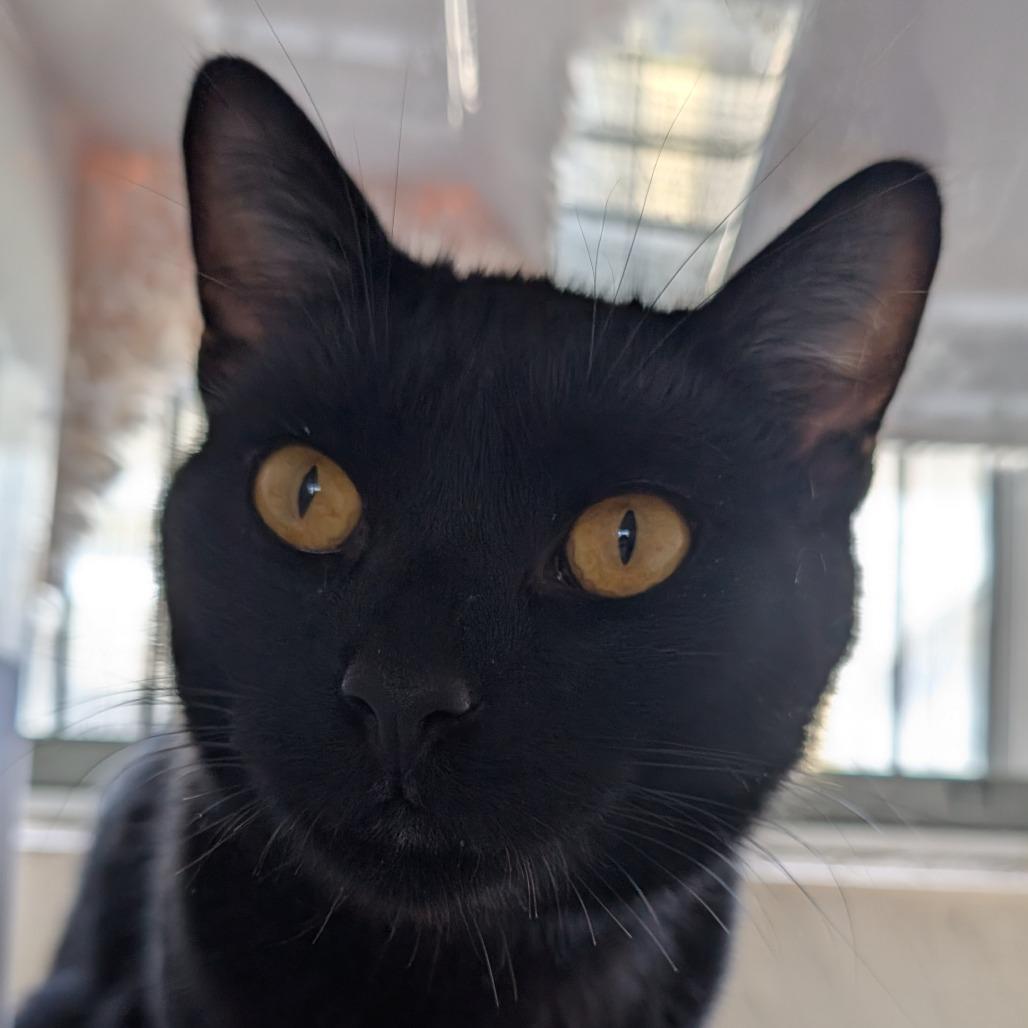 Enlarge Stack, a Adoptable Domestic Short Hair in Santa Barbara, CA image 6/6