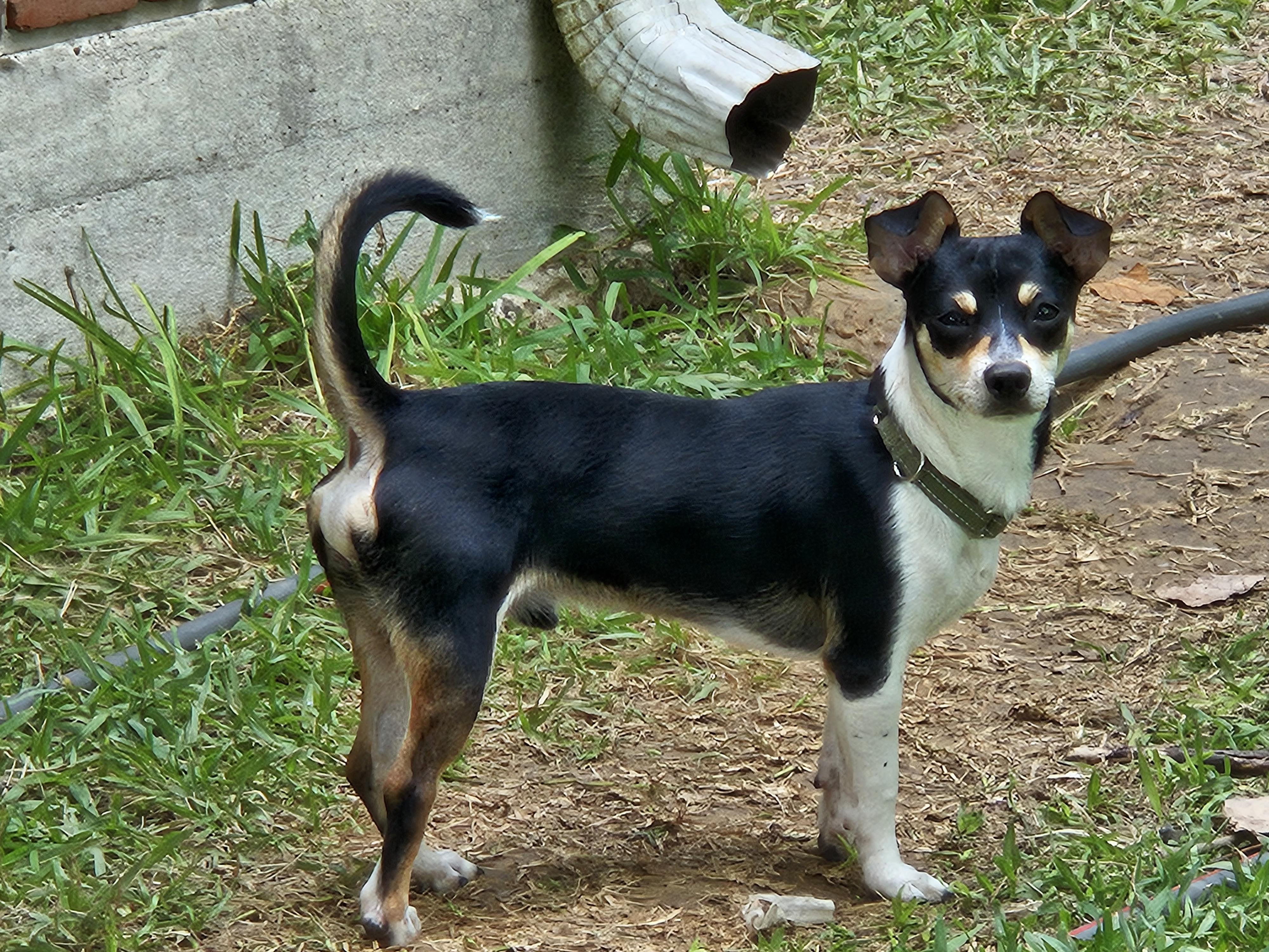 Mylo, a Adoptable Rat Terrier in Dickinson, TX image 2/4