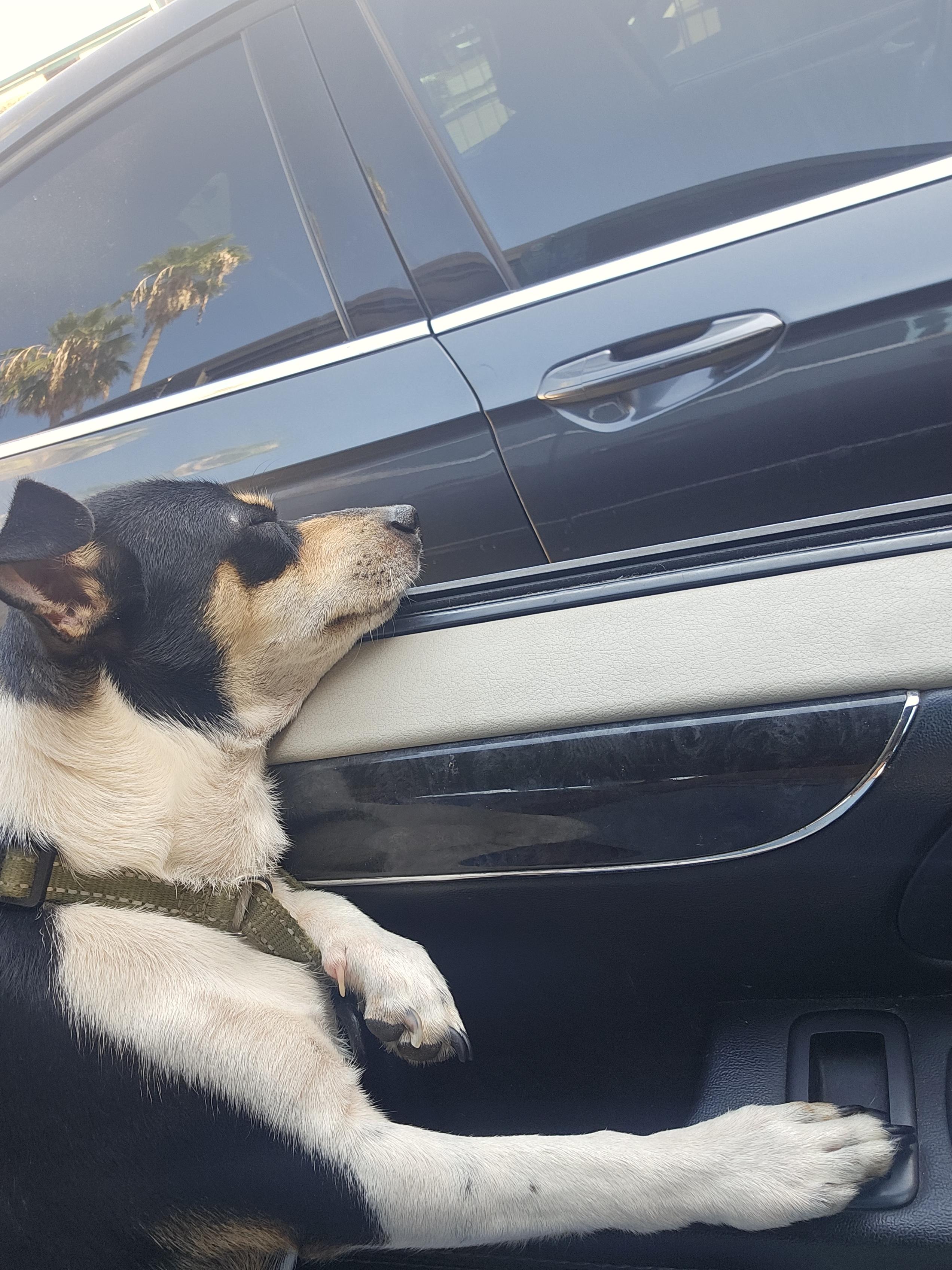 Mylo, a Adoptable Rat Terrier in Dickinson, TX image 3/4