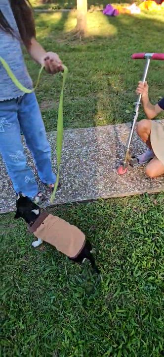 Enlarge Mylo, a Adoptable Rat Terrier in Dickinson, TX video 4/4