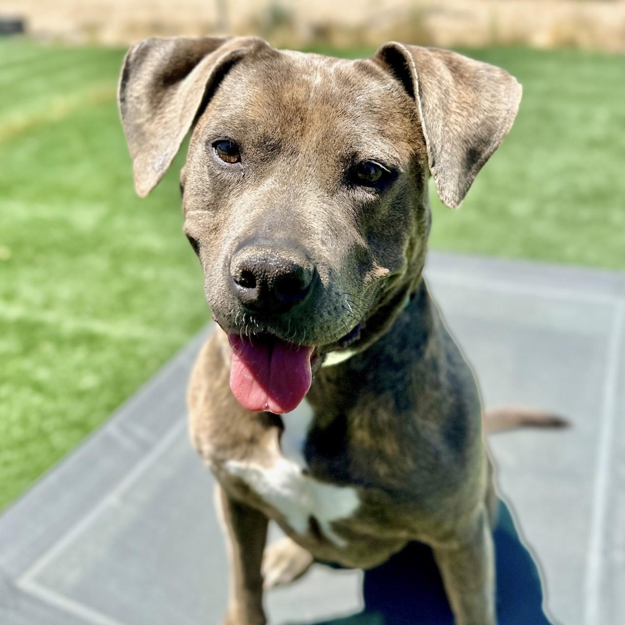 Enlarge Ivy, a Adopted Pit Bull Terrier in Long Beach, CA image 1/5