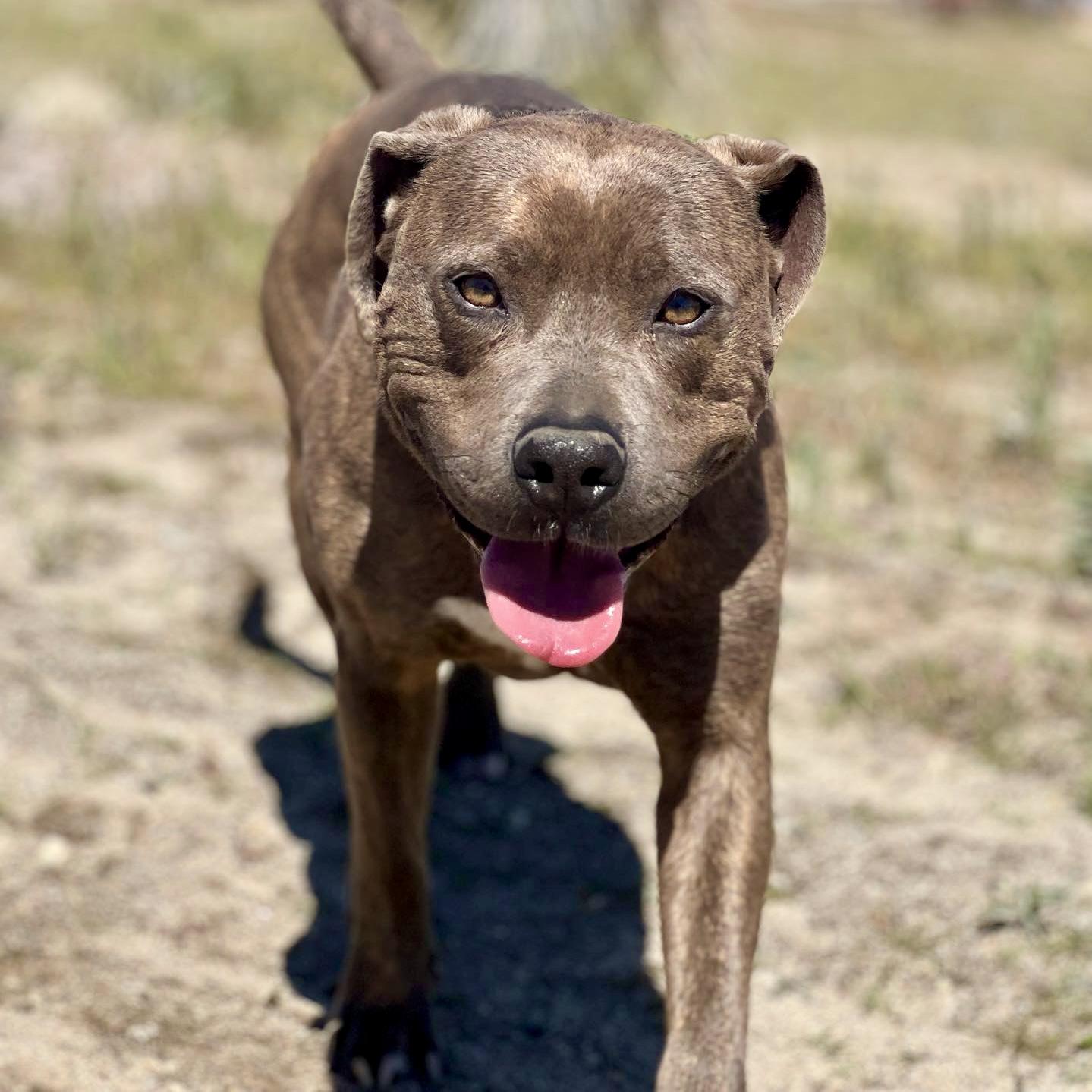 Enlarge Ivy, a Adopted Pit Bull Terrier in Long Beach, CA image 2/5