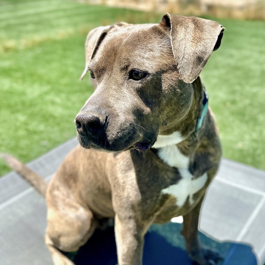 Enlarge Ivy, a Adopted Pit Bull Terrier in Long Beach, CA image 3/5