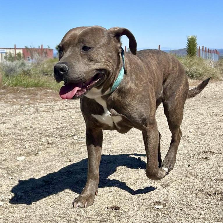 Enlarge Ivy, a Adopted Pit Bull Terrier in Long Beach, CA image 4/5