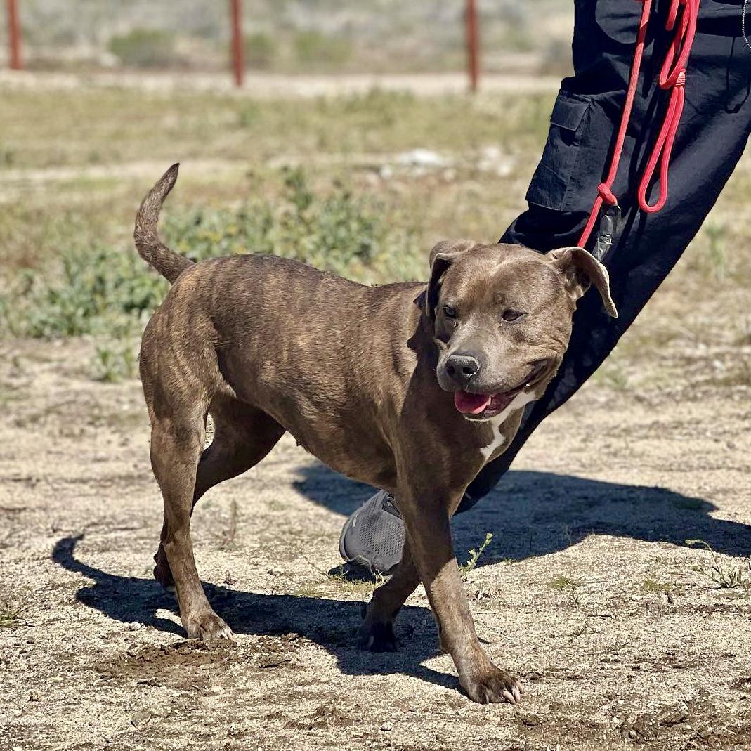 Enlarge Ivy, a Adopted Pit Bull Terrier in Long Beach, CA image 5/5