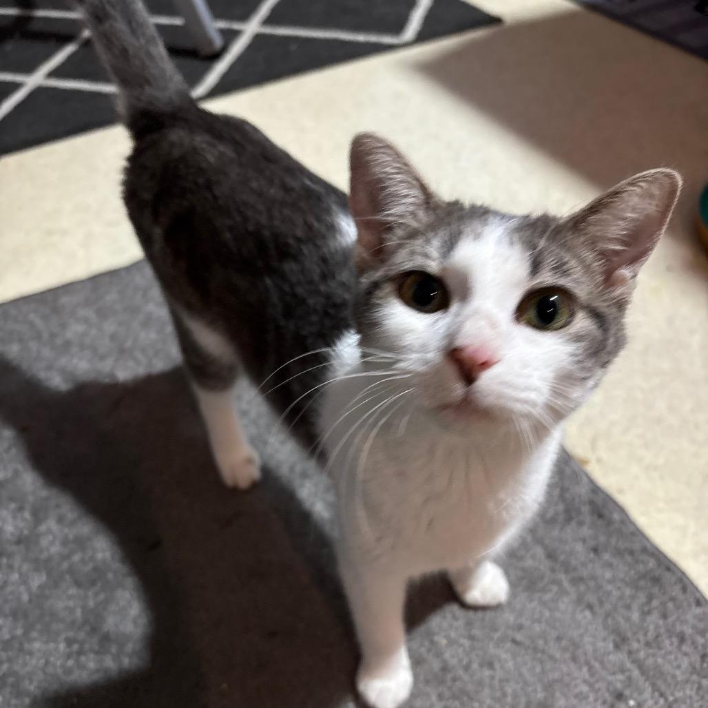 Lizzy Bell, Adoptable, Adult Female Domestic Short Hair.