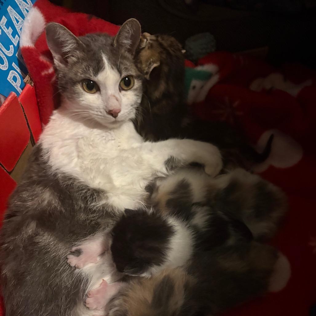 Lizzy Bell, a Adoptable Domestic Short Hair in Crookston, MN image 2/5