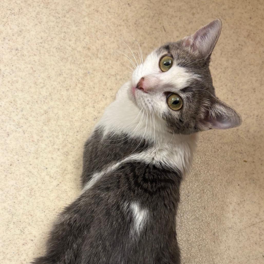 Lizzy Bell, a Adoptable Domestic Short Hair in Crookston, MN image 3/5