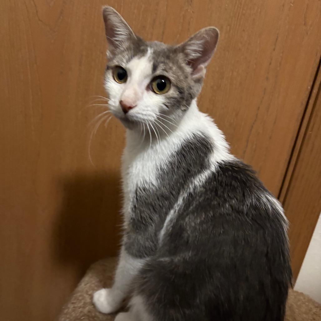 Lizzy Bell, a Adoptable Domestic Short Hair in Crookston, MN image 4/5