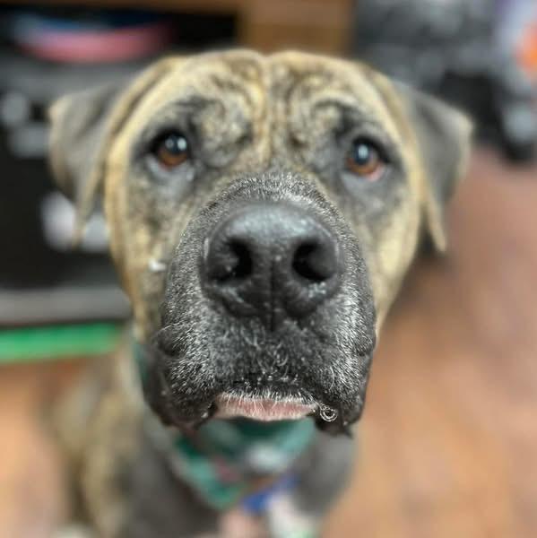 Enlarge Beau , a ADOPTABLE mixed breed in Howes Cave, NY image 2/3