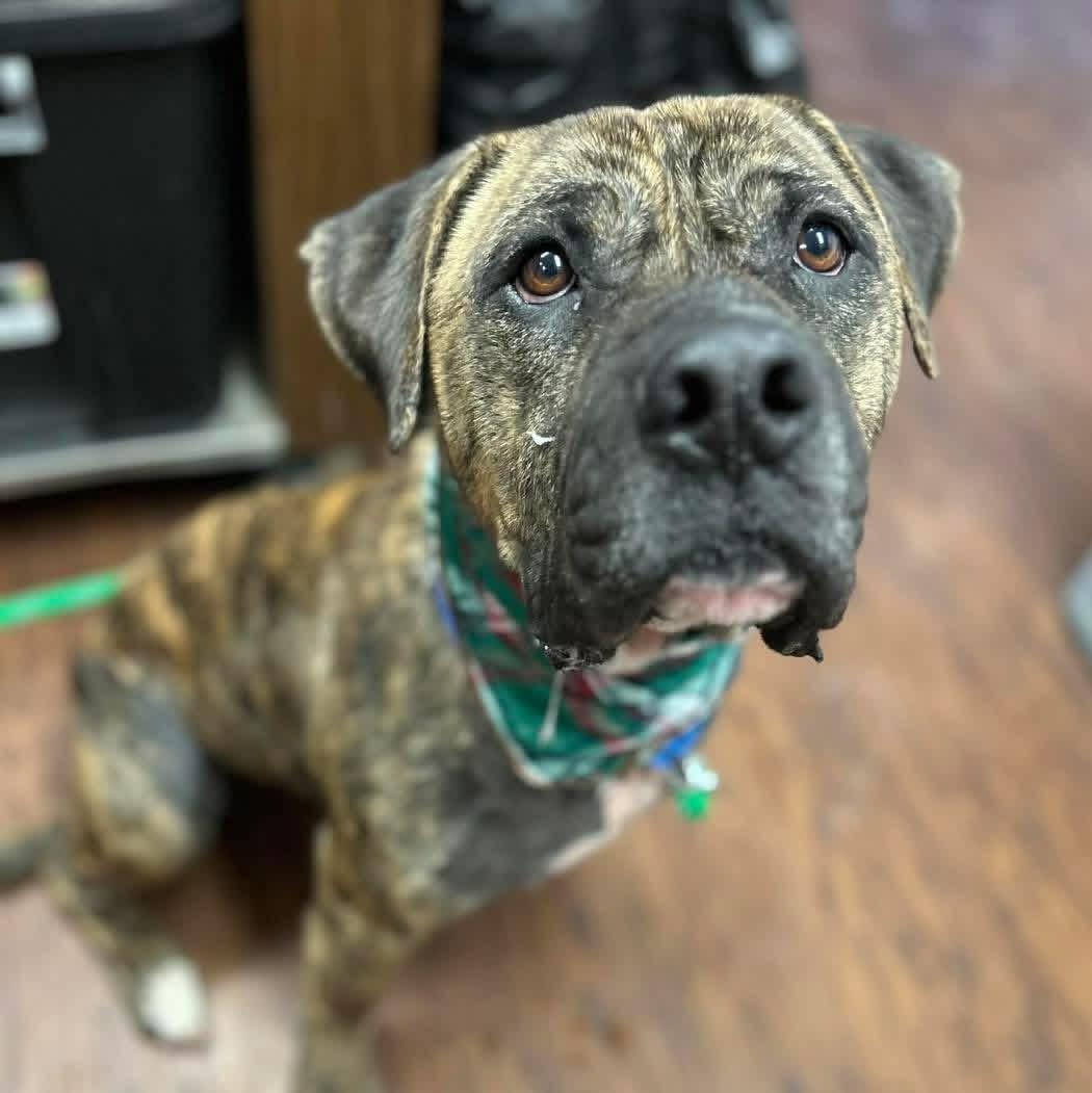 Beau , ADOPTABLE, Adult Male Mastiff.