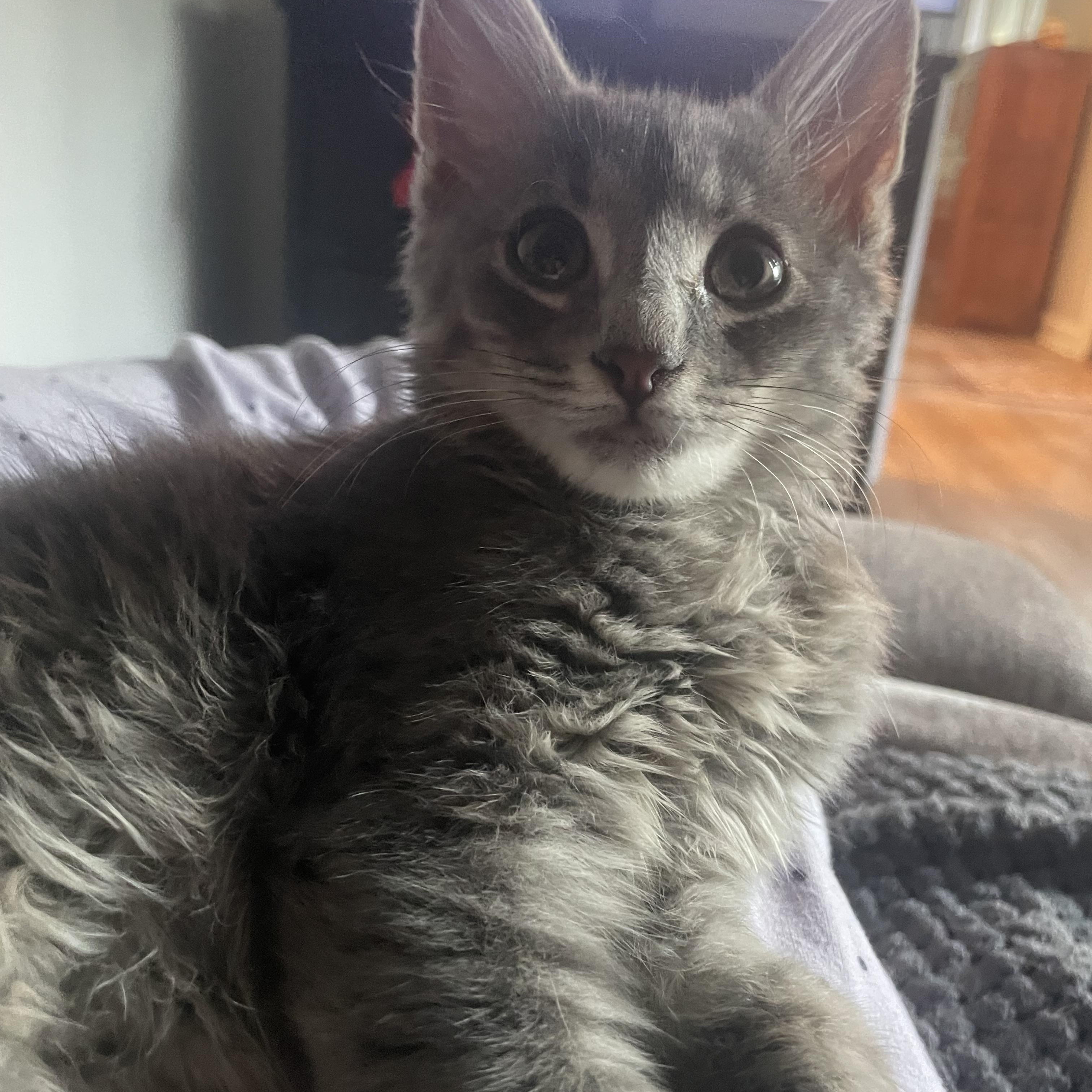 Enlarge Pothole, a Adoptable Domestic Medium Hair in lititz, PA image 2/3